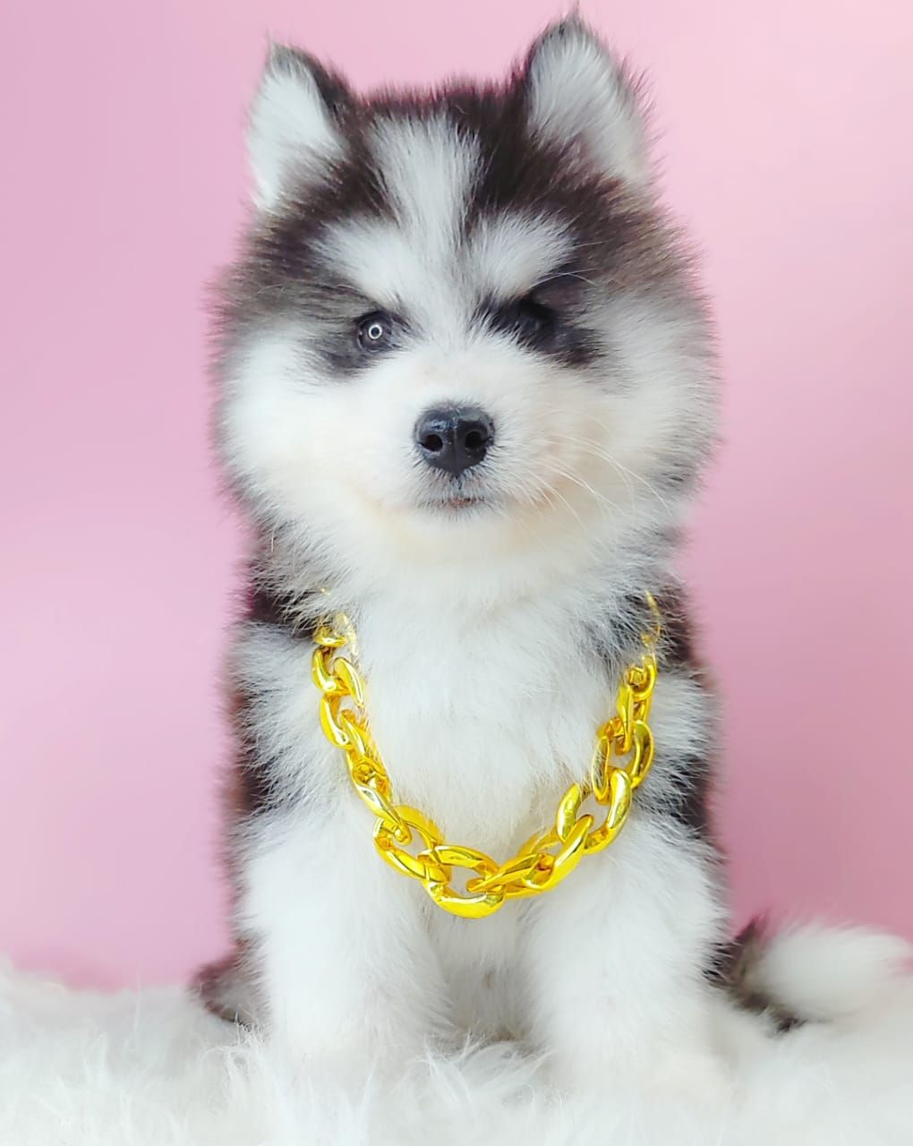 Wooly Husky 哈士奇