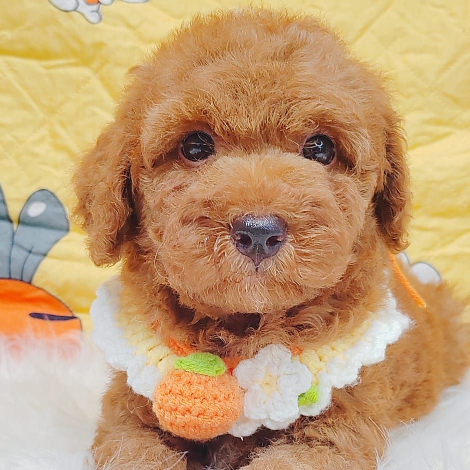 Poodle 娉拌开璐靛