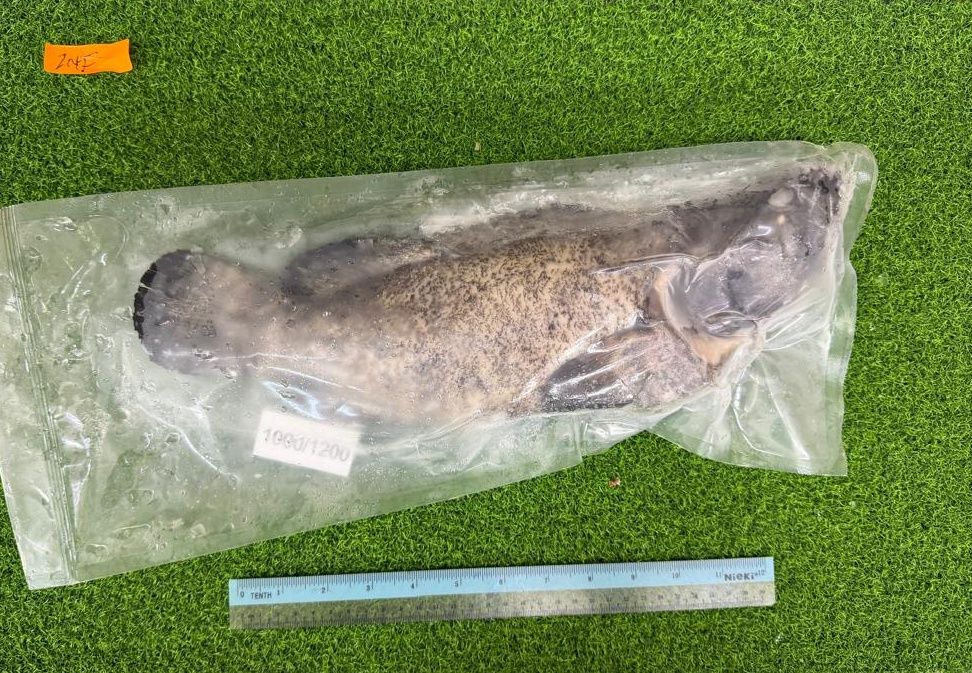 Hybrid Grouper