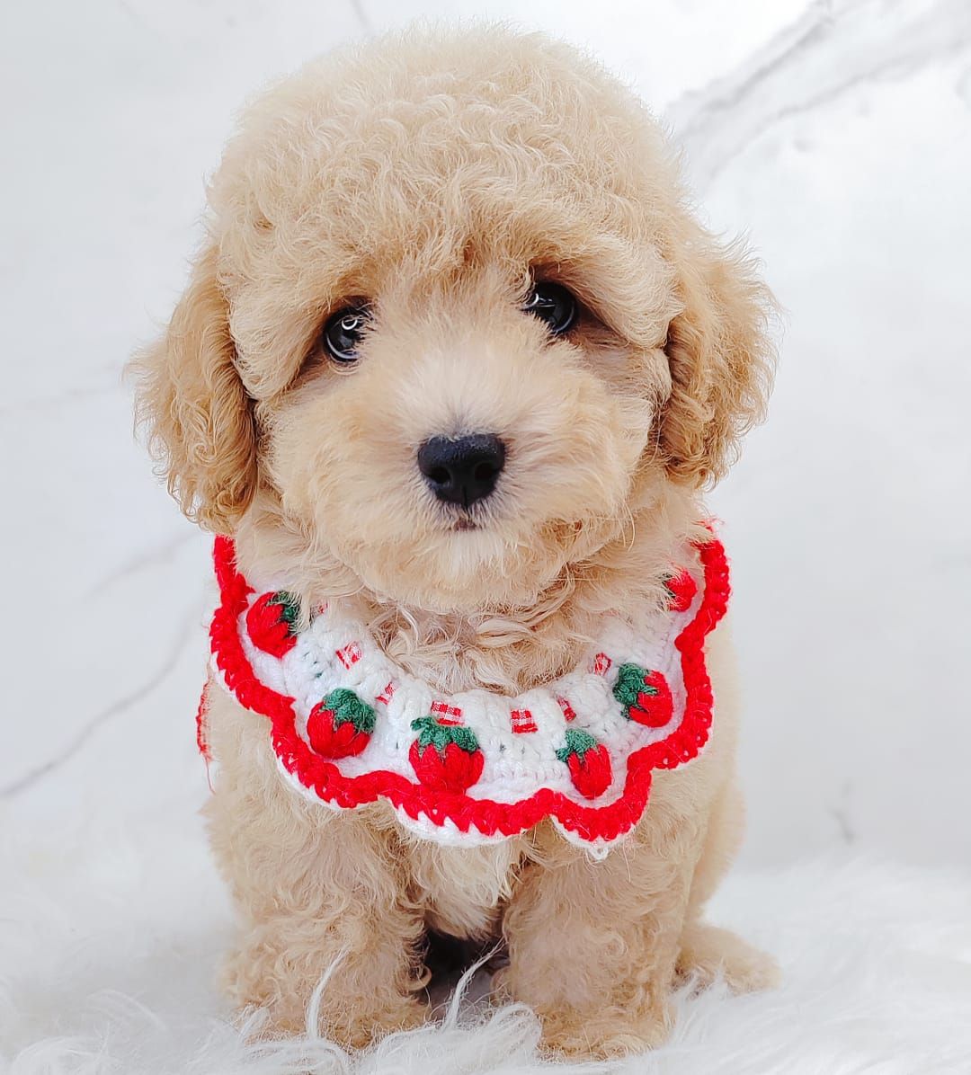 Poodle 娉拌开璐靛