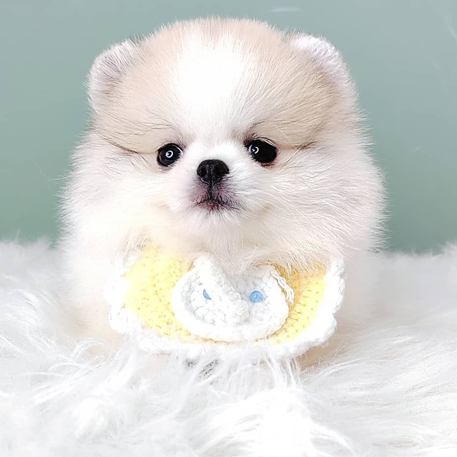 Pomeranian 博美