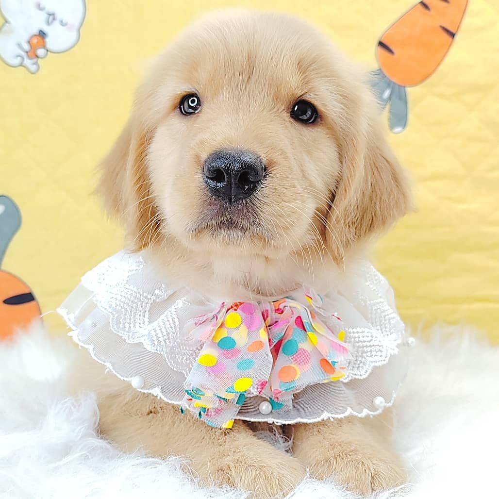 Golden Retriever 黄金猎犬