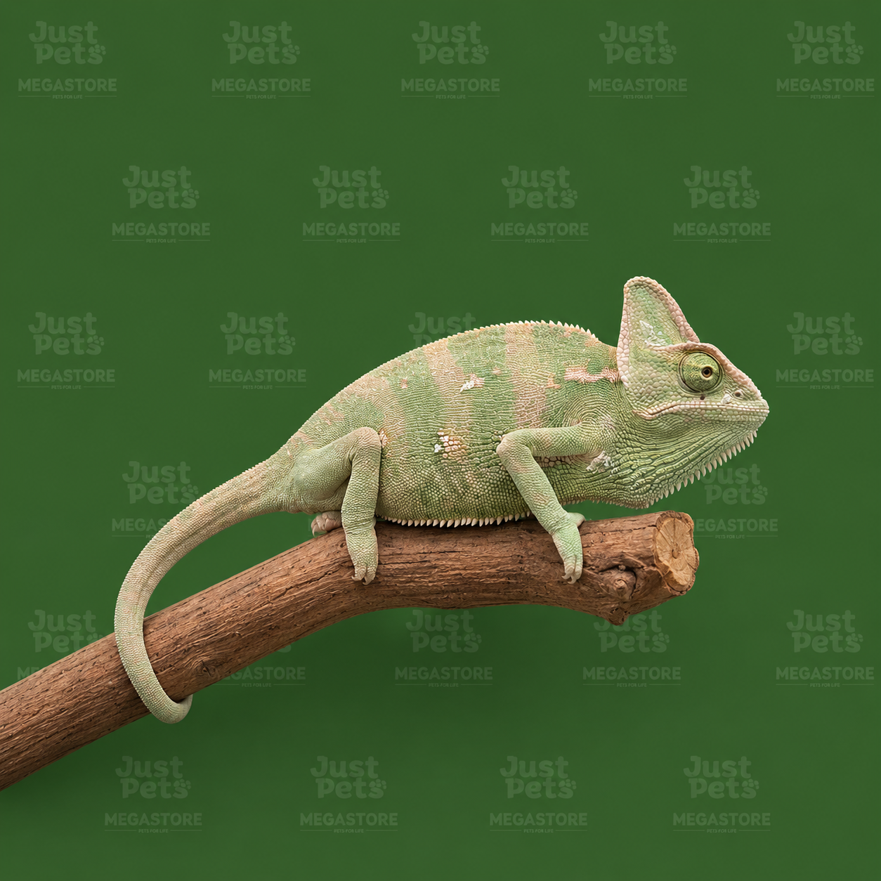 Chameleon Veiled