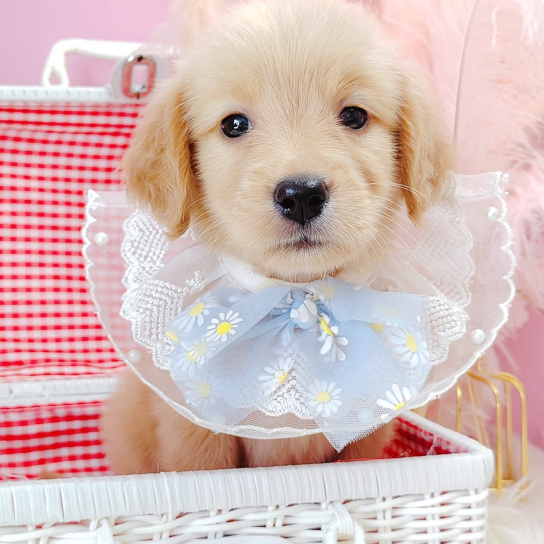 Golden Retriever 黄金猎犬