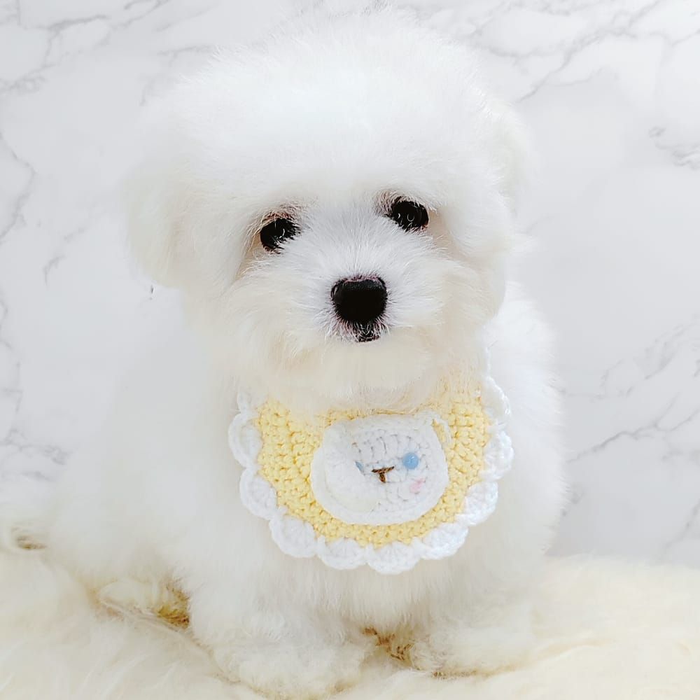 Maltipoo 马尔泰迪