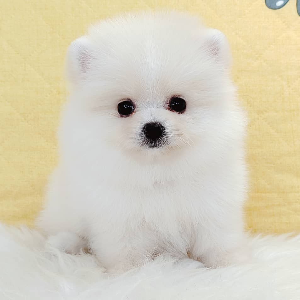 Pomeranian 博美