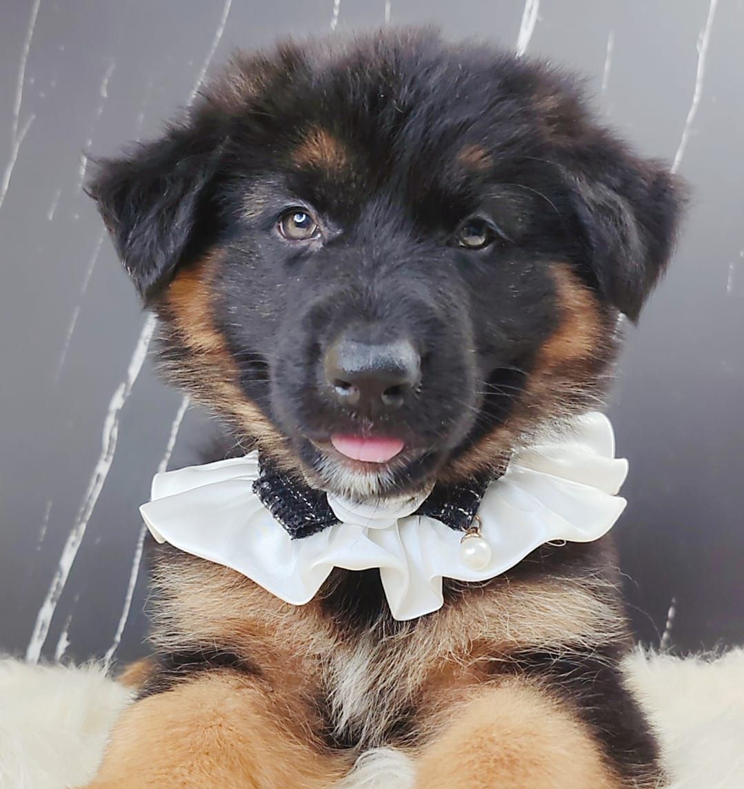 German Shepherd 德国牧羊犬