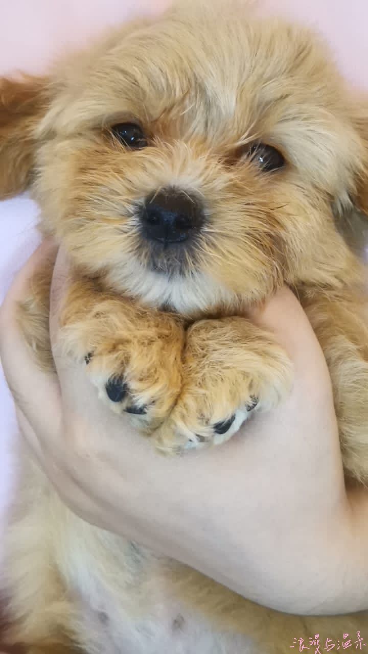 Maltipoo 马尔泰迪