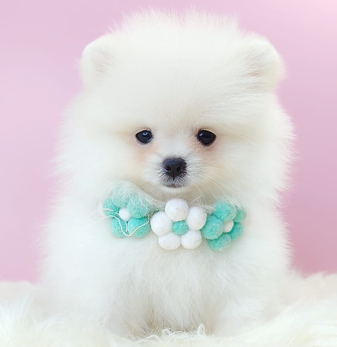 Pomeranian 博美