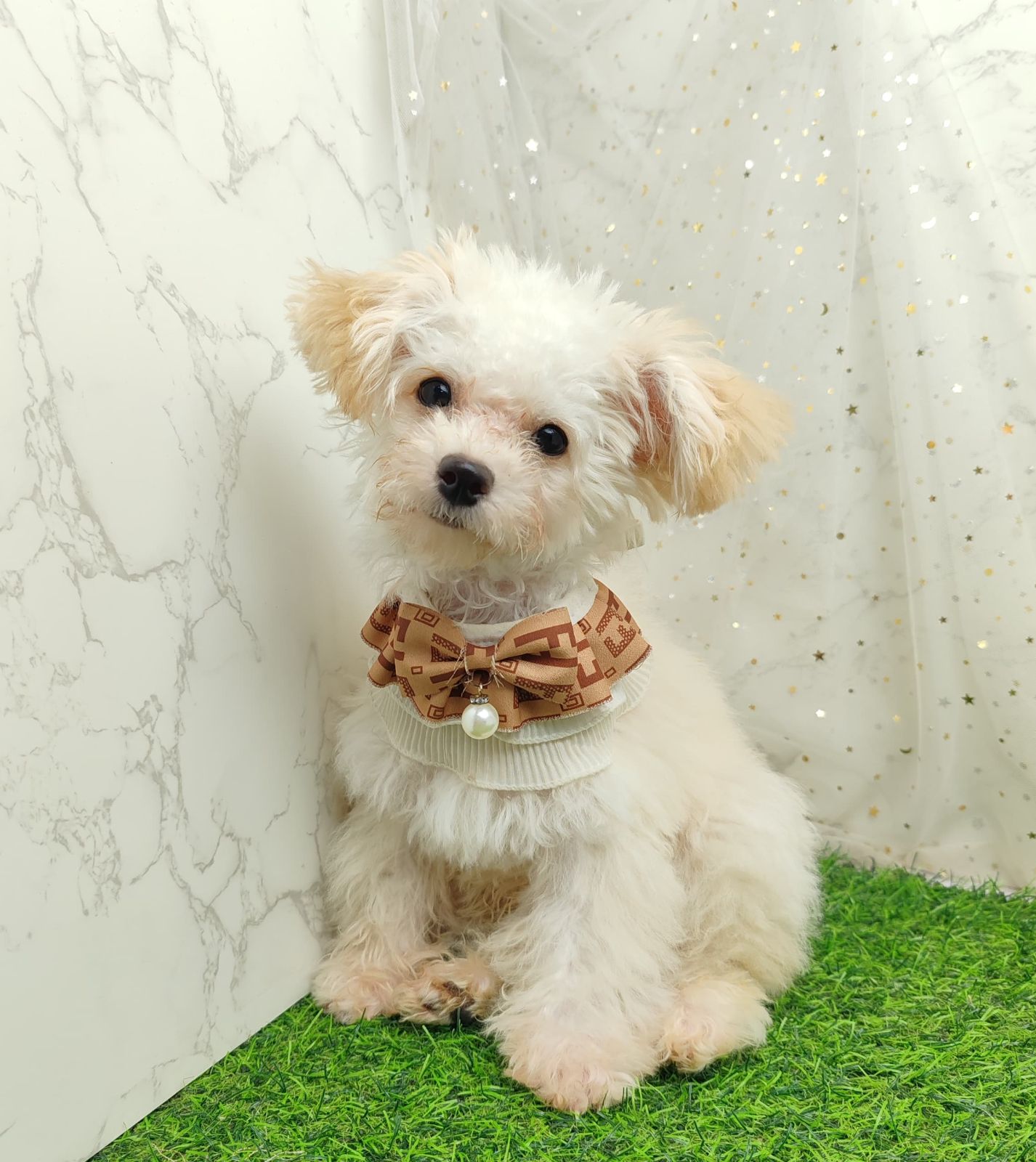 Poodle 娉拌开璐靛