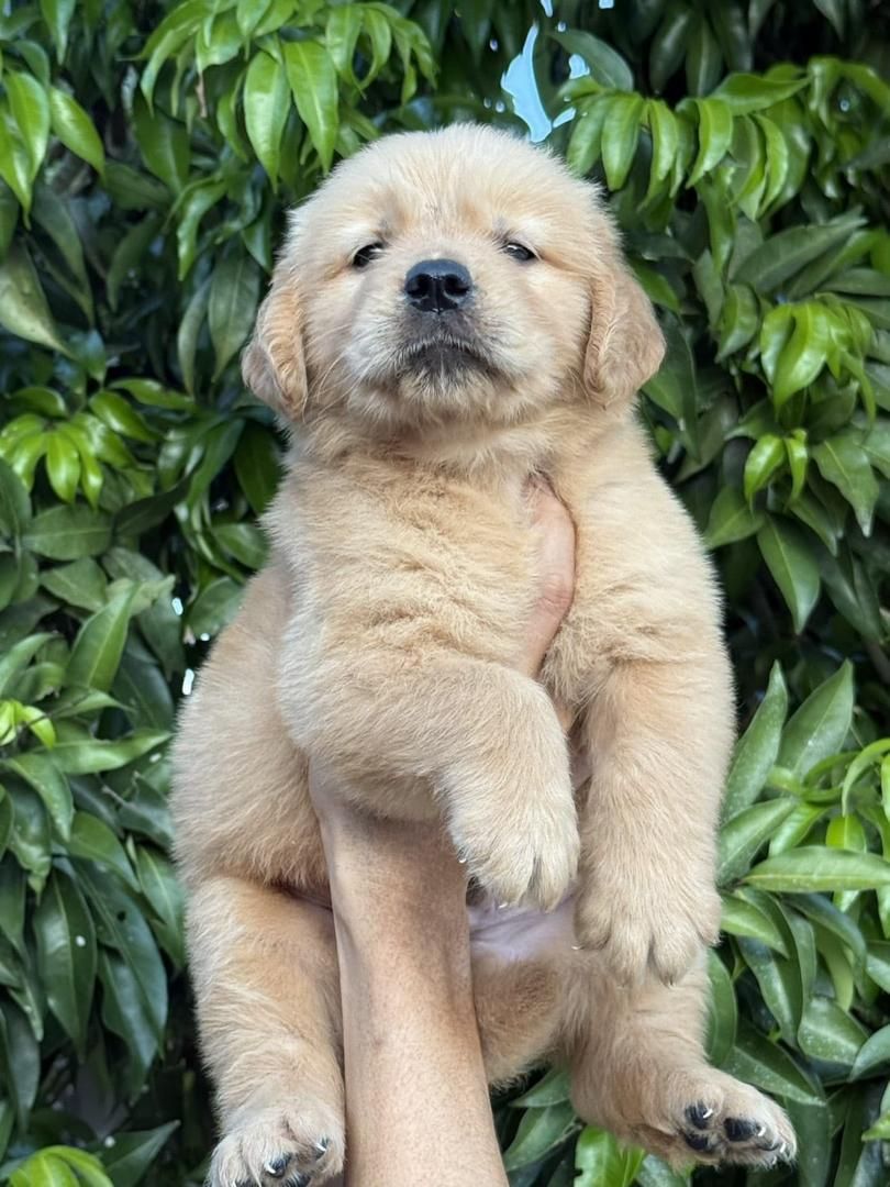Golden Retriever 黄金猎犬