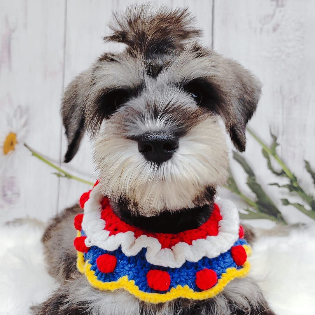 Schnauzer 雪纳瑞