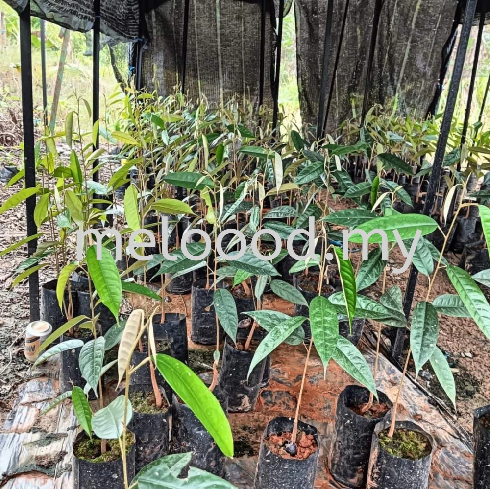 Anak Pokok Durian