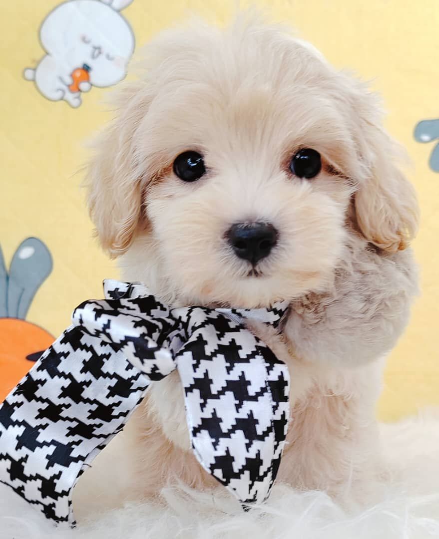 Maltipoo 马尔泰迪