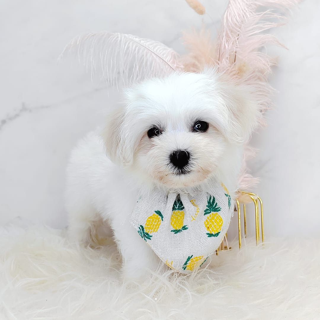 Maltipoo 马尔泰迪