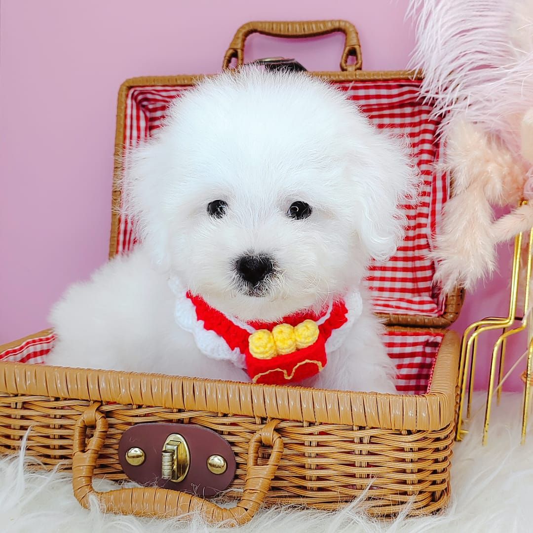 Maltipoo 马尔泰迪