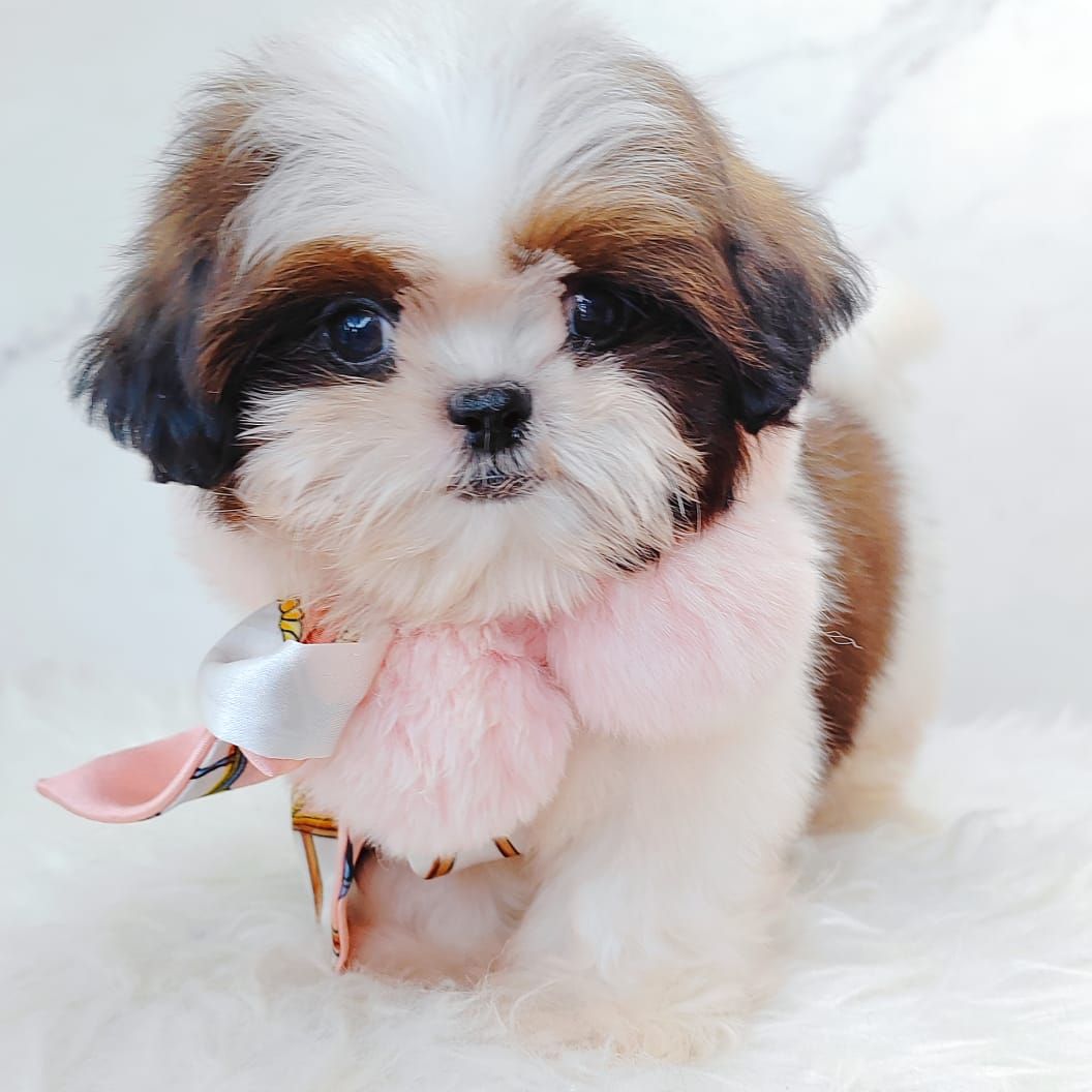 Shih Tzu 西施