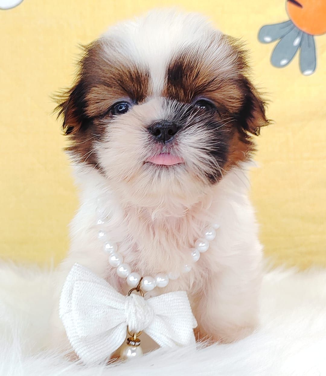 Shih Tzu 西施