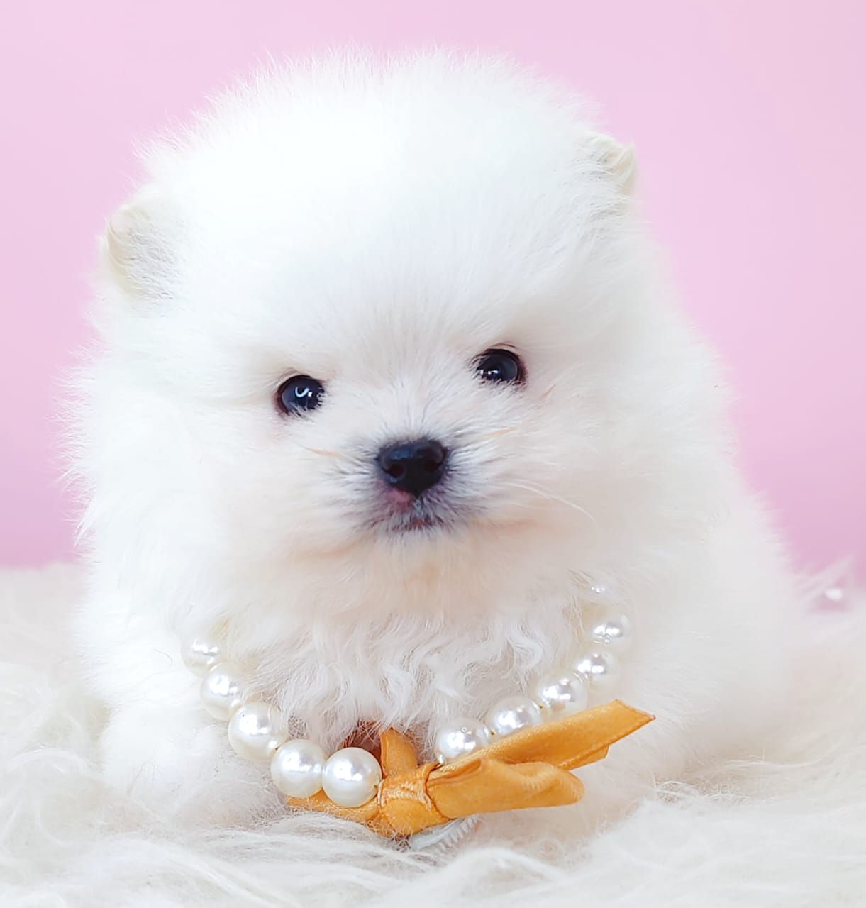 Pomeranian 博美
