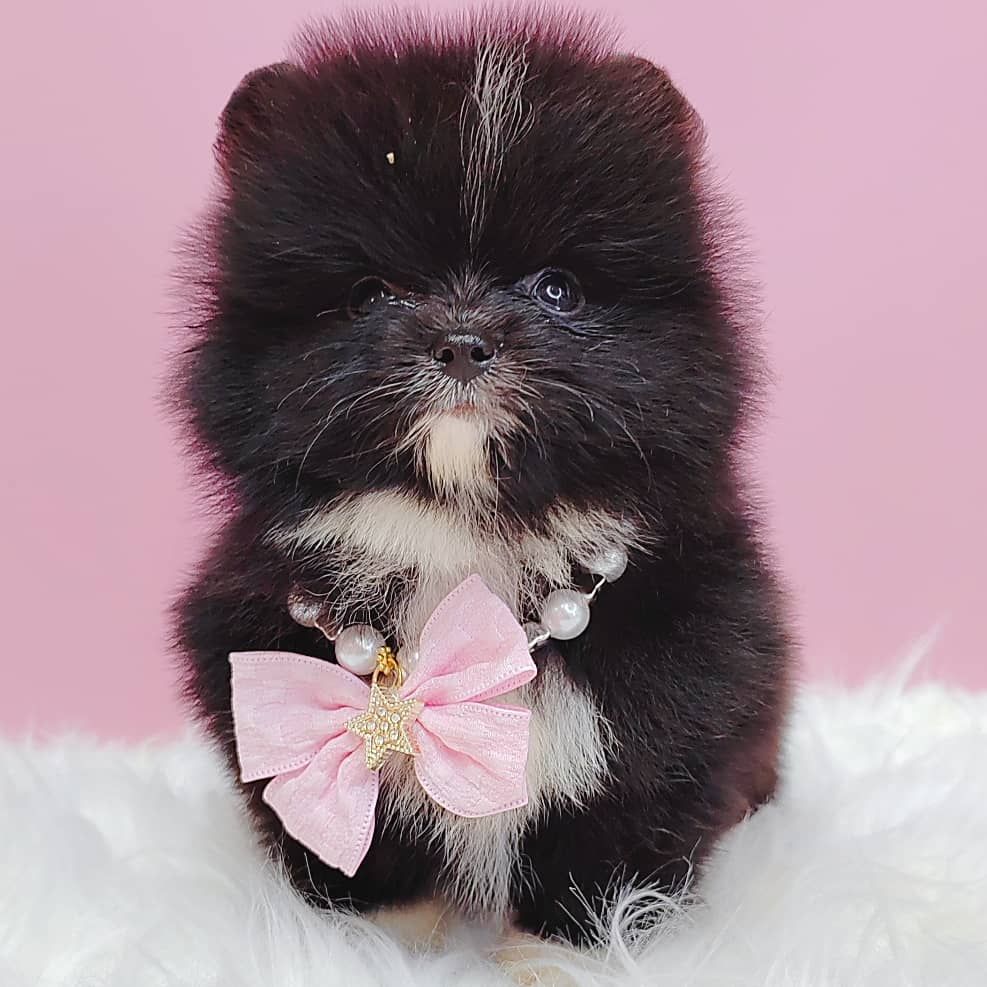 Pomeranian 博美