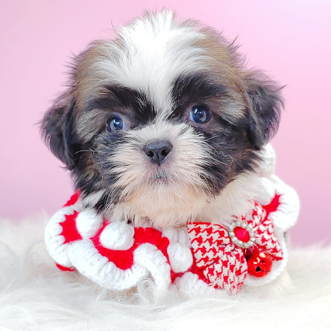 Shih Tzu 西施