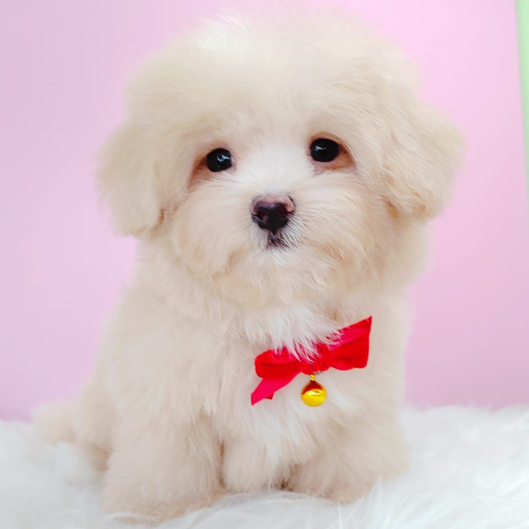 Maltipoo 马尔泰迪