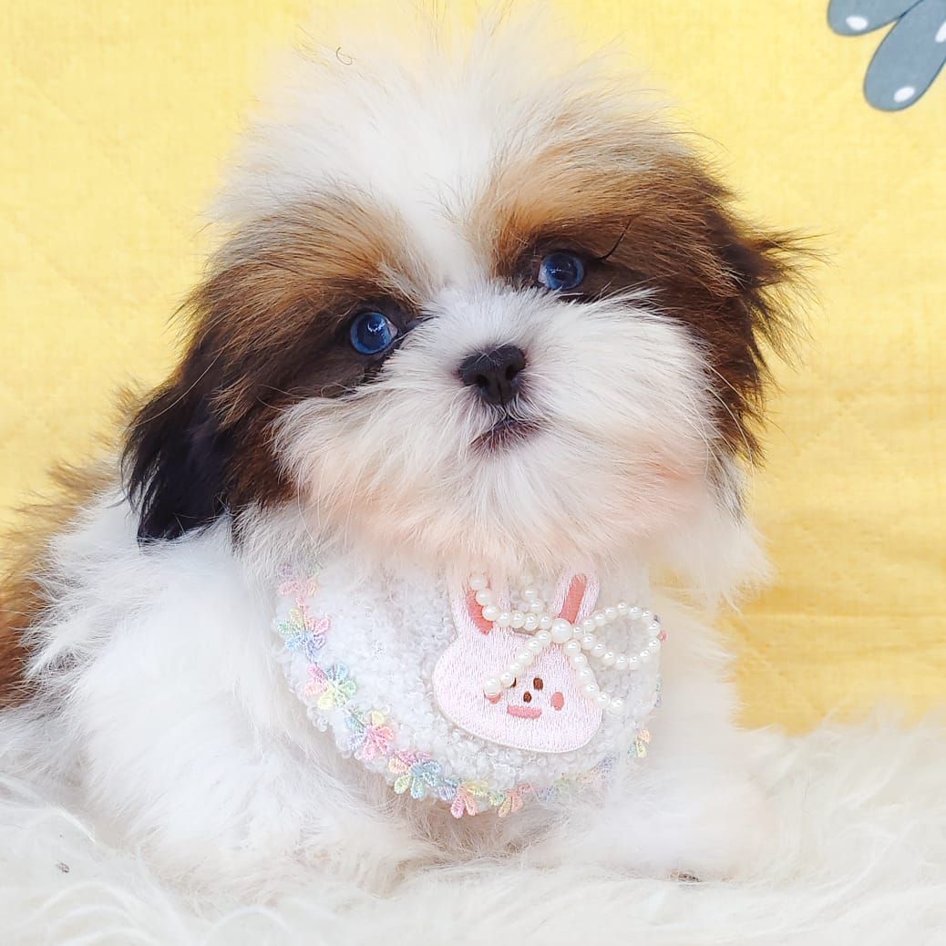Shih Tzu 西施