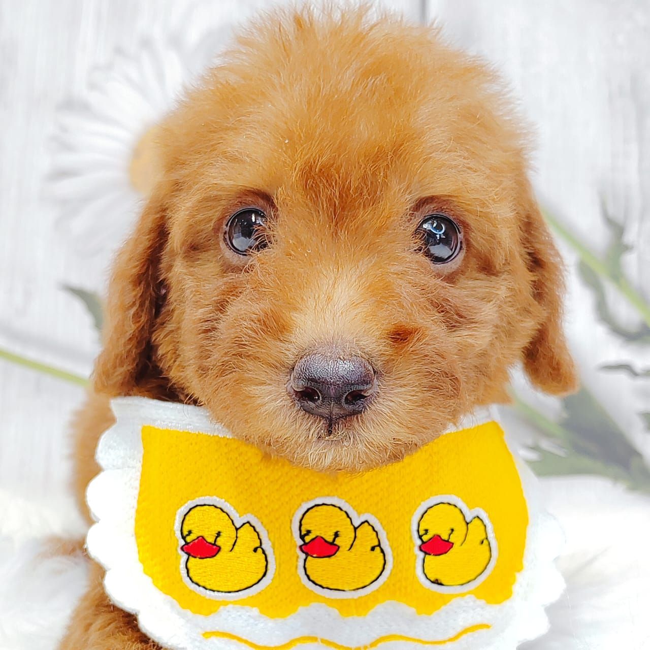 Maltipoo 马尔泰迪