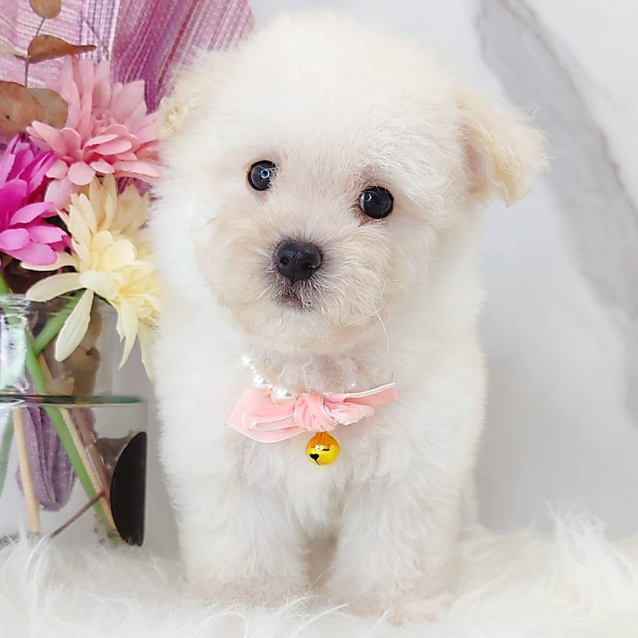 Maltipoo 马尔泰迪