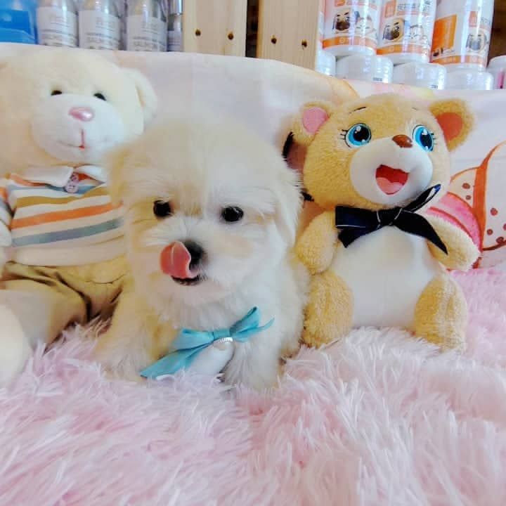 Maltese 马尔济斯