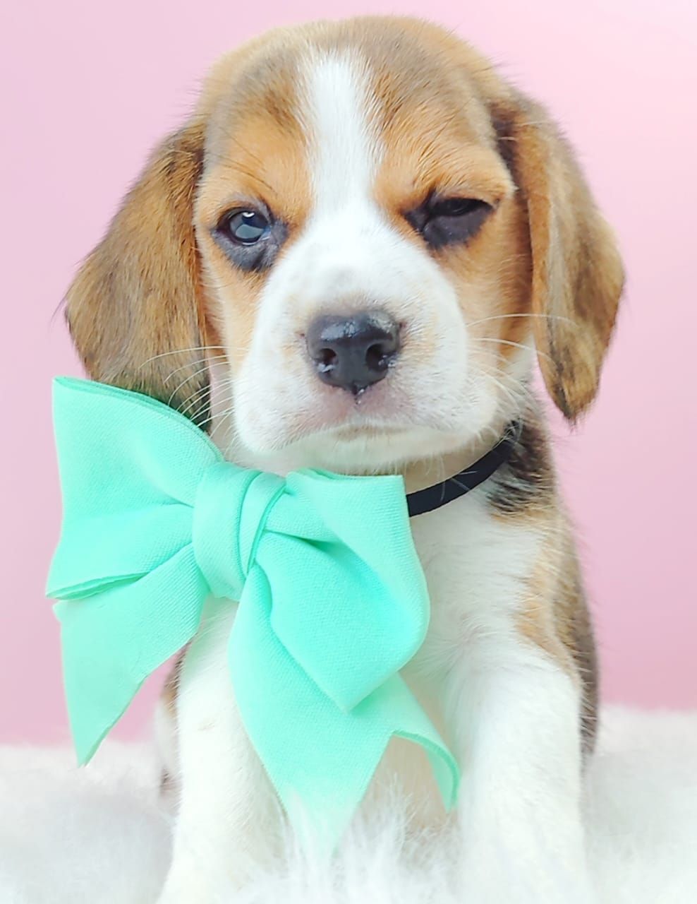 Beagle 米格鲁