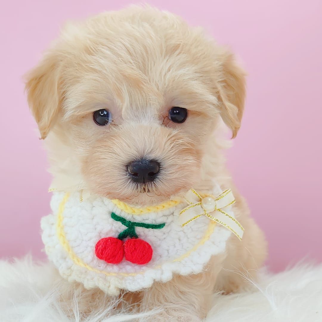 Maltipoo 马尔泰迪
