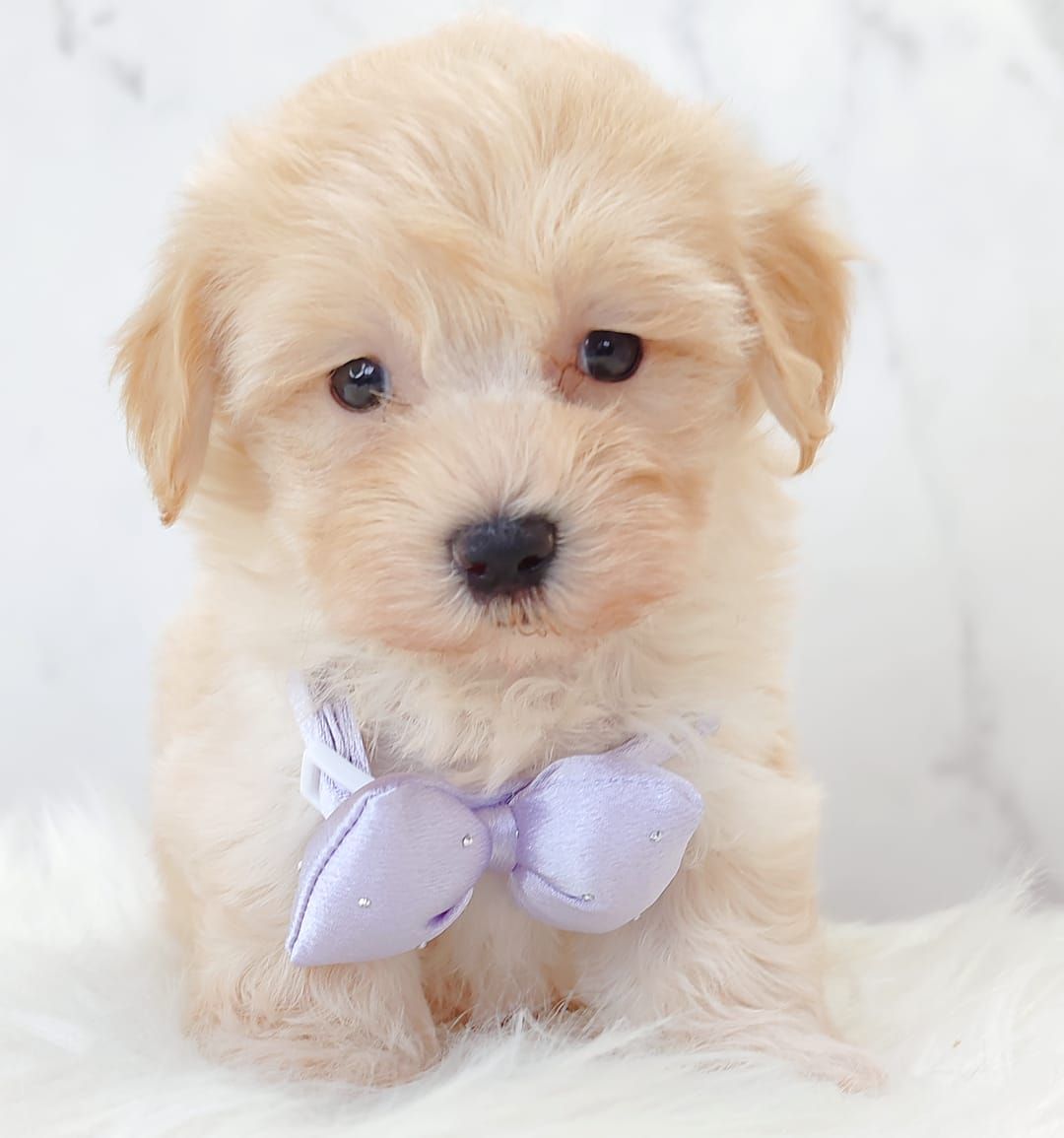 Maltipoo 马尔泰迪