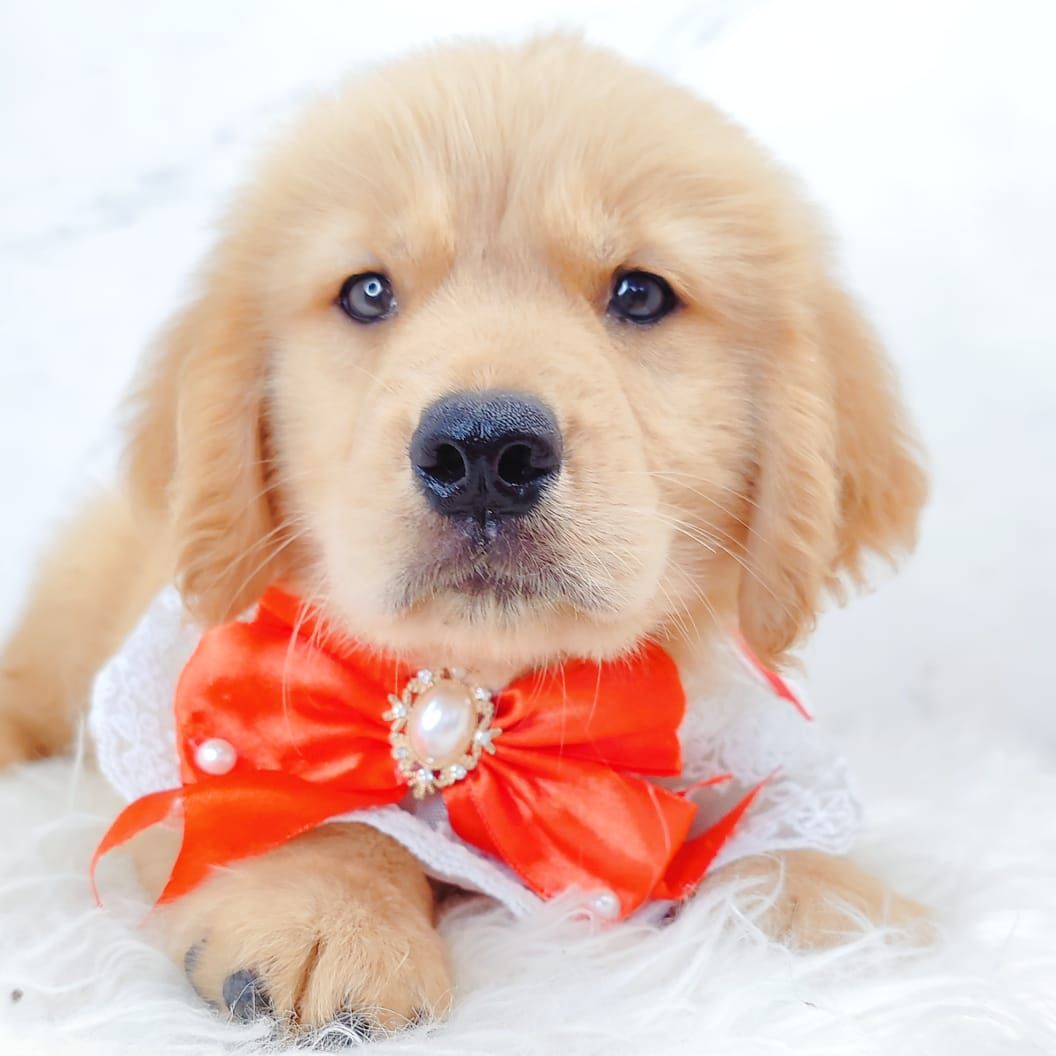 Golden Retriever 黄金猎犬