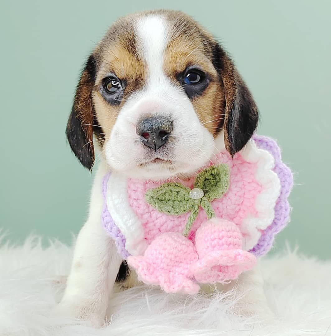 Beagle 米格鲁