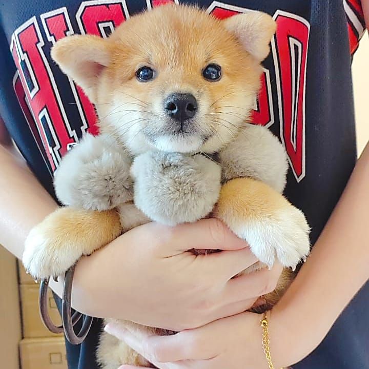 Shiba inu 柴犬