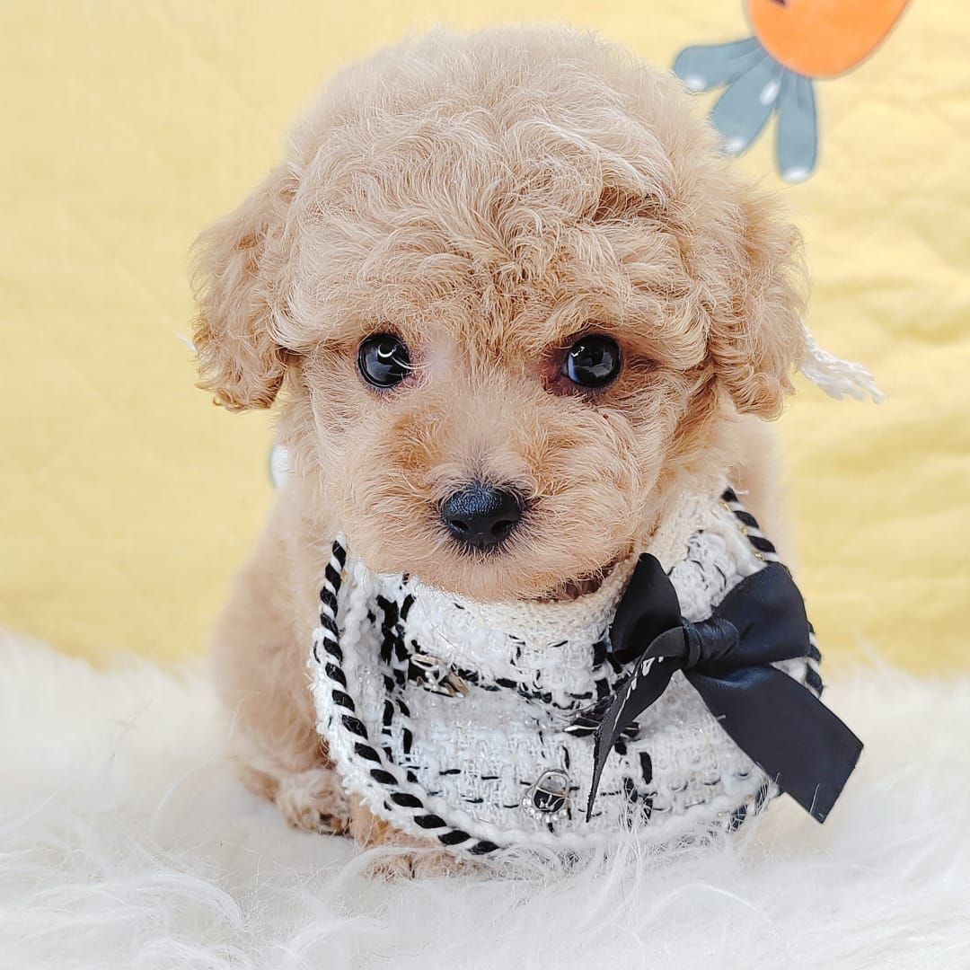 Poodle 璐靛娉拌开