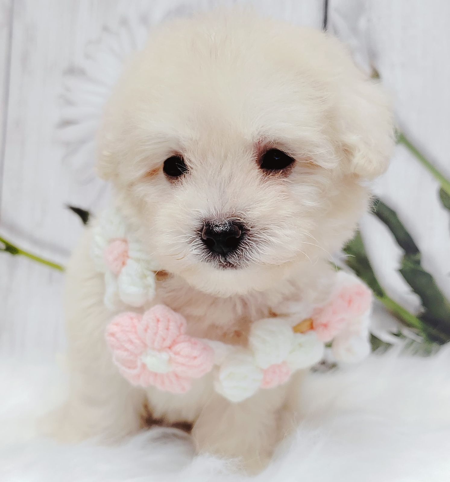 Maltipoo 马尔泰迪