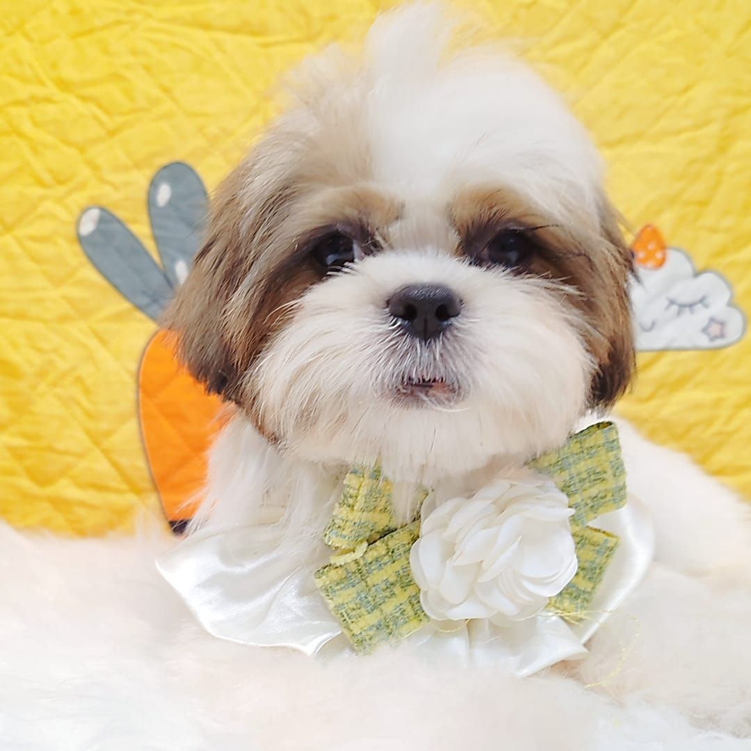 Shih Tzu 西施