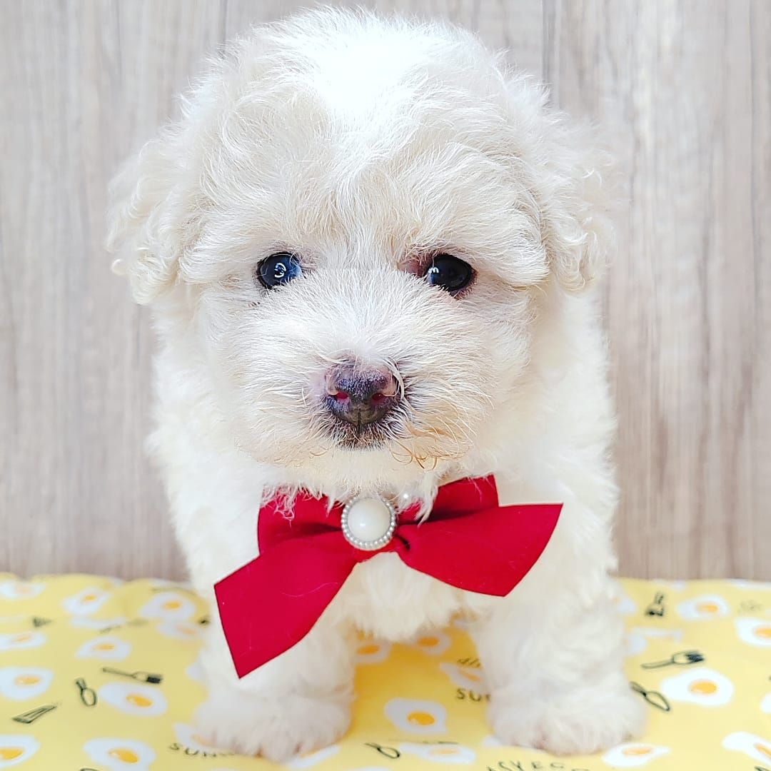 Poodle 娉拌开璐靛