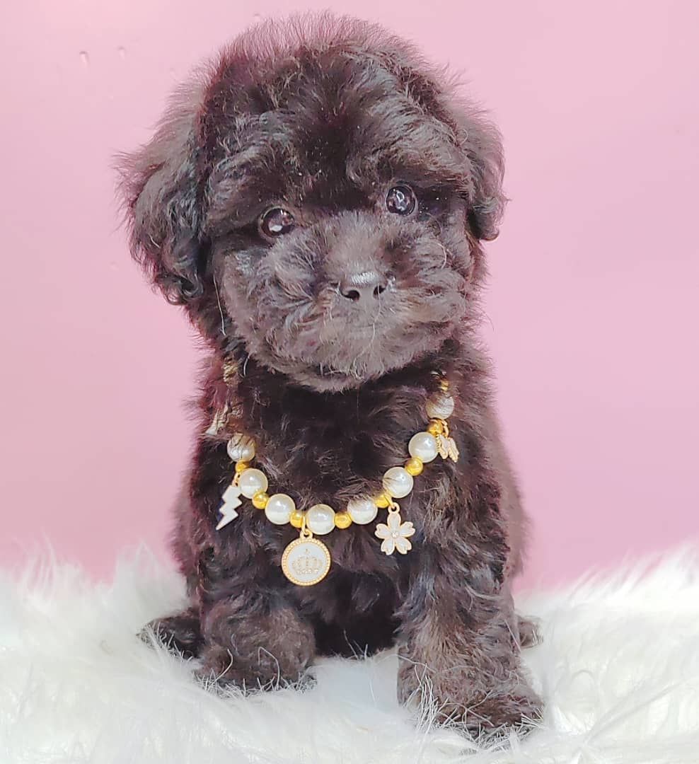 Poodle 娉拌开璐靛