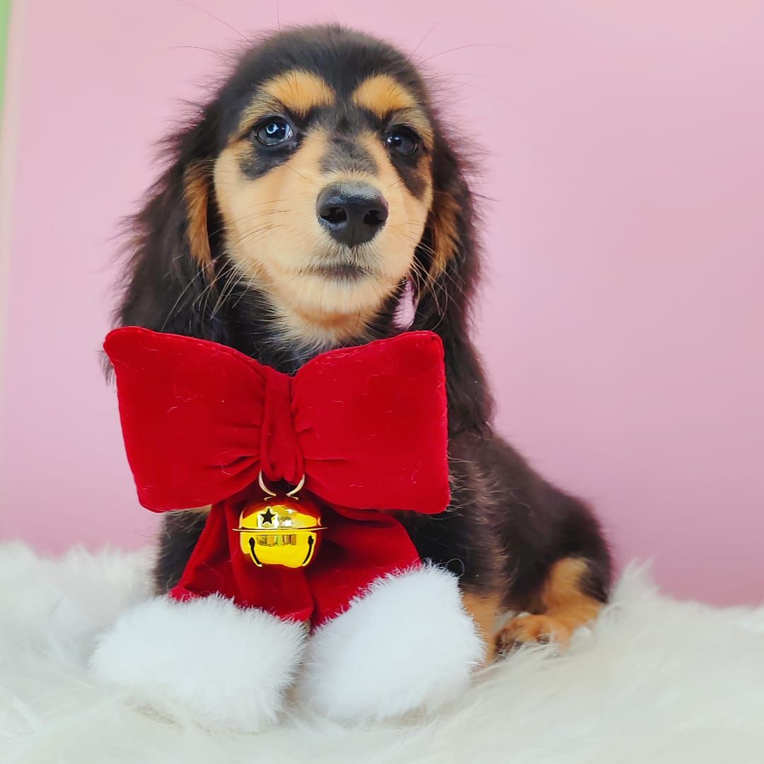 Dachshund 腊肠狗