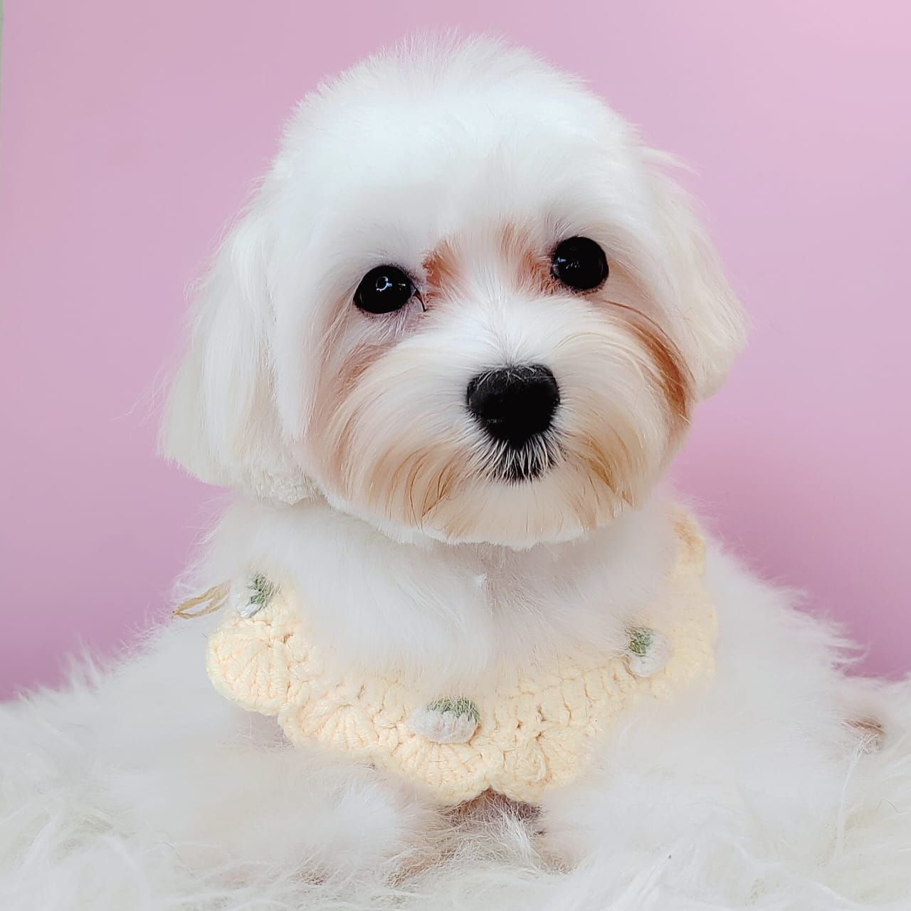 Maltese 马尔济斯