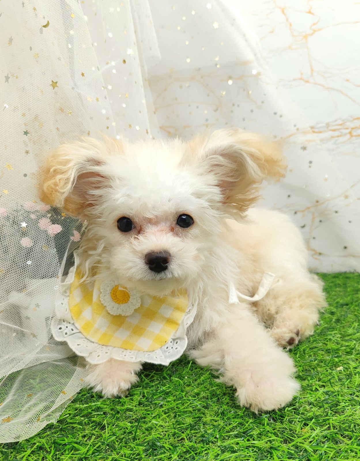 Poodle 娉拌开璐靛