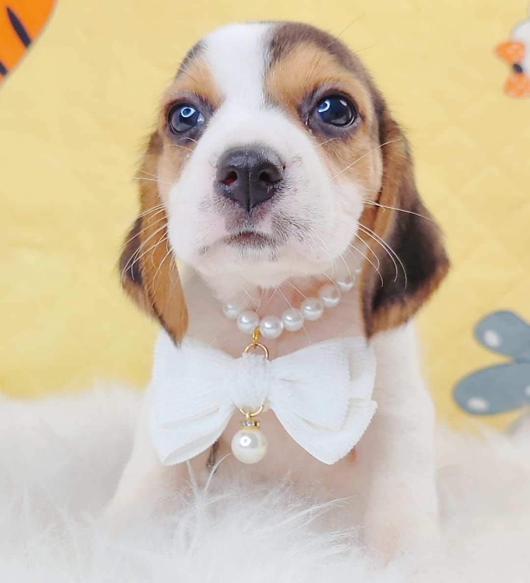 Beagle 米格鲁