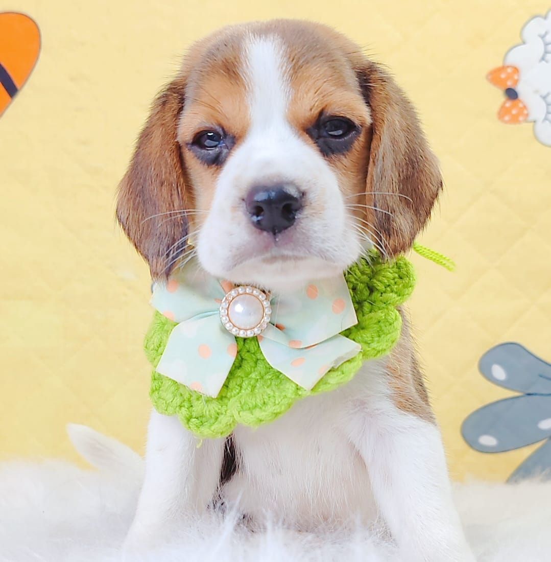 Beagle 米格鲁