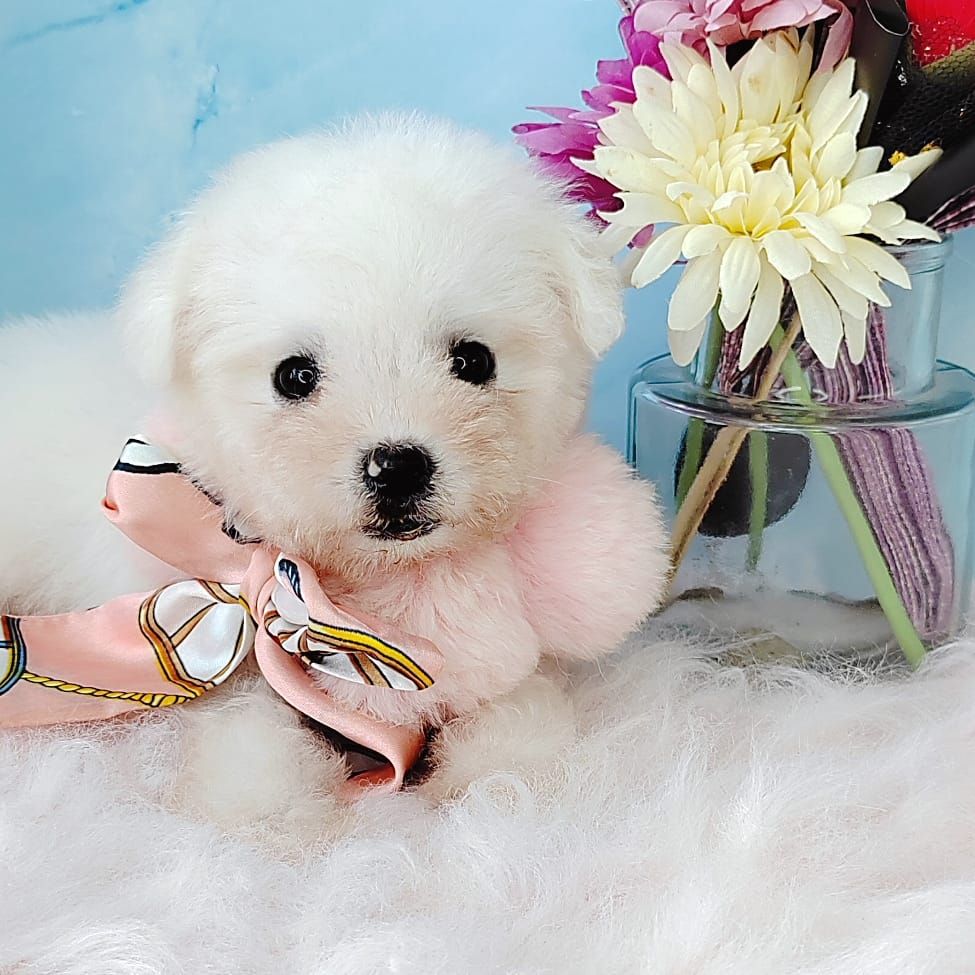 Bichon Frise 比熊