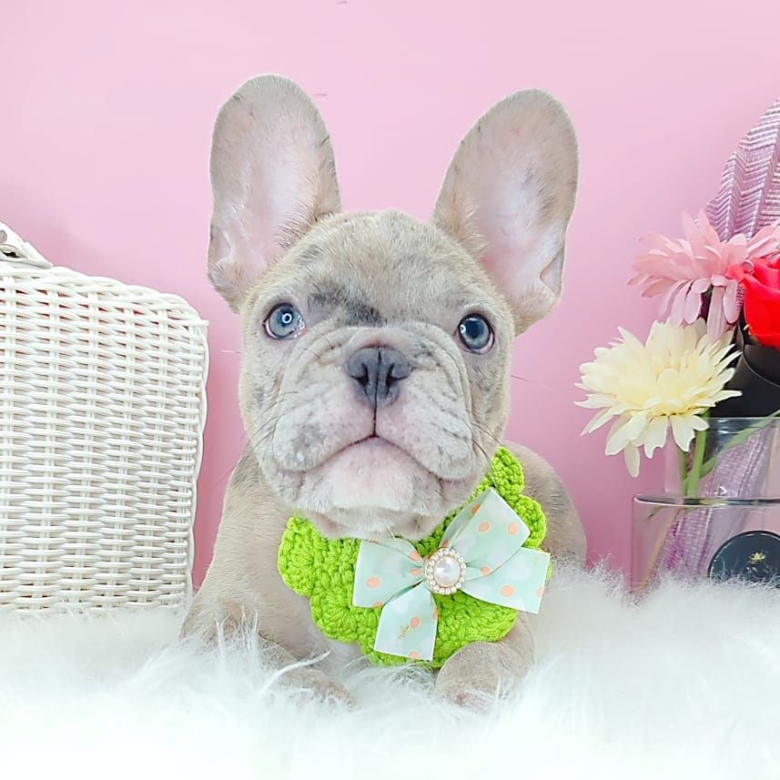 French Bulldog 法斗