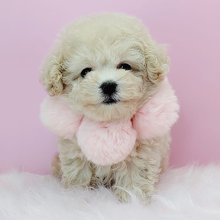 Poodle 娉拌开璐靛
