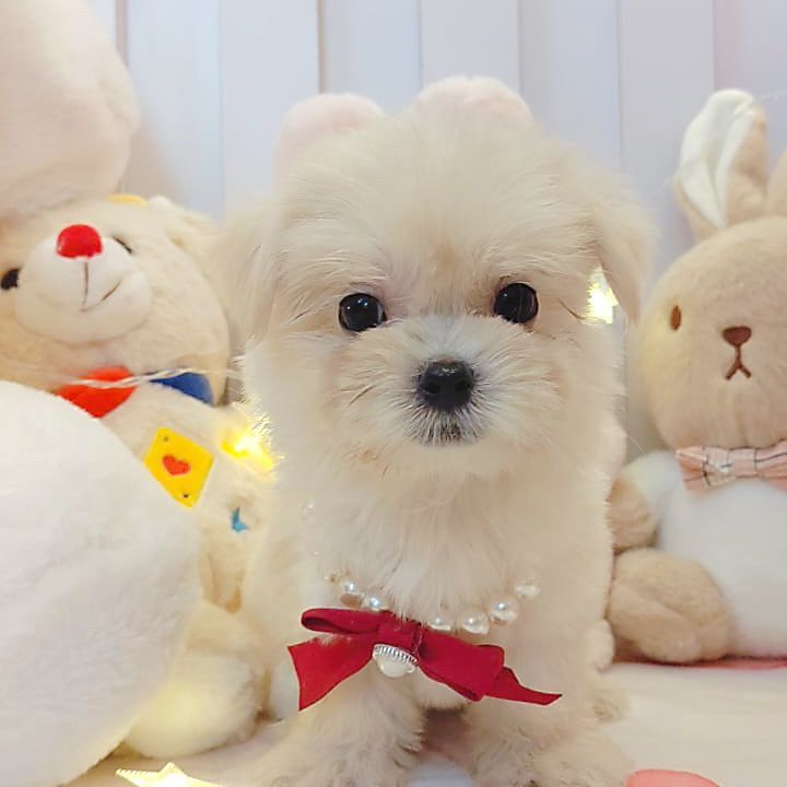 Maltese 马尔济斯
